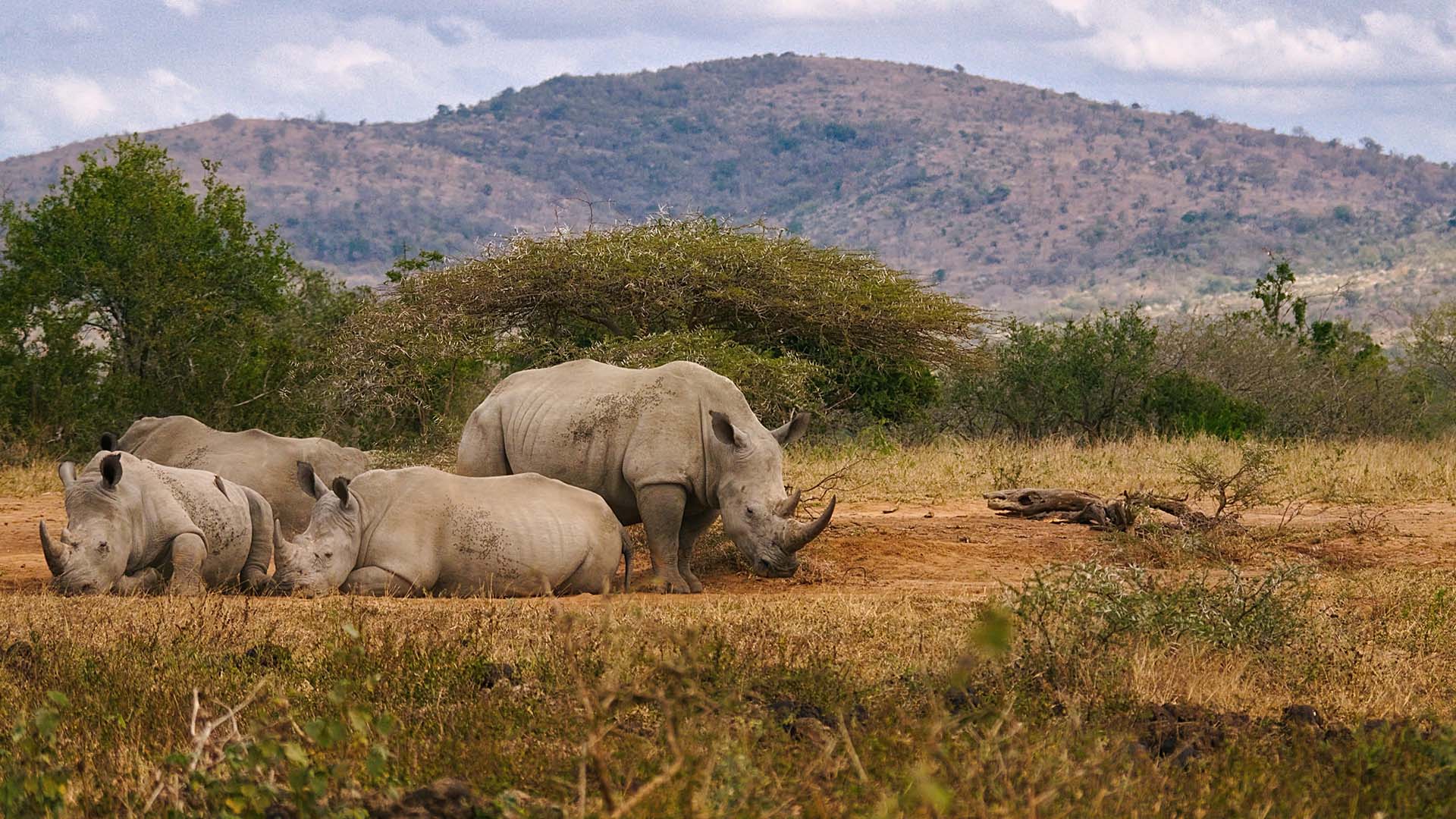 Altron and Netstar | Ingenuity protects the rhino